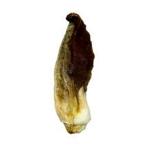 Load image into Gallery viewer, Nova Rabbit Ear Filled with Rabbit Single on a white background
