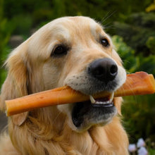 Load image into Gallery viewer, Dog holding a chew toy in its mouth with a blurred green background
