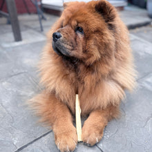 Load image into Gallery viewer, A fluffy brown Chow Chow dog sitting on a gray stone patio, holding a light-colored stick toy in its paws.
