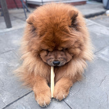Load image into Gallery viewer, A fluffy brown Chow Chow dog sitting on a gray stone patio, holding a long, thin, light-colored stick between its front paws.
