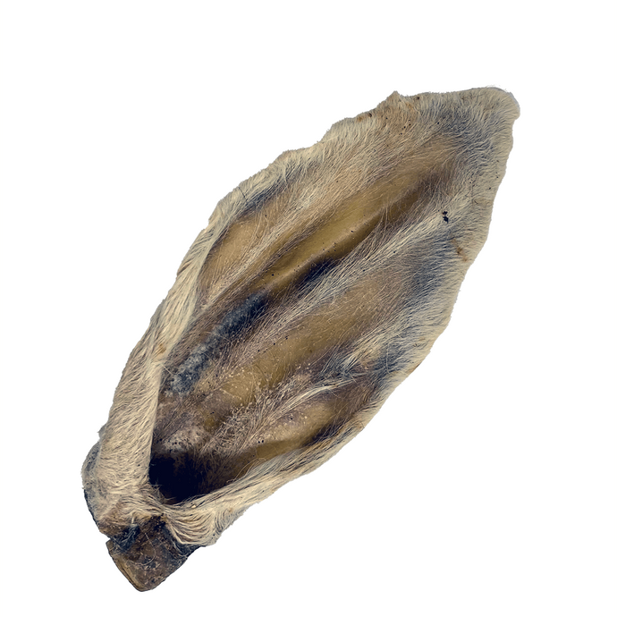 Brown Hairy Lamb Ear on a white background