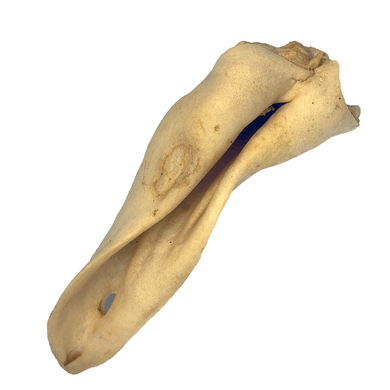 A single goat ear, which is to be used as a dog treat.