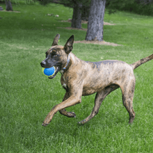Load image into Gallery viewer, dog-carry-tennis-ball
