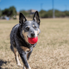 Load image into Gallery viewer, dog-playing-with-kong-ball-dog-toy
