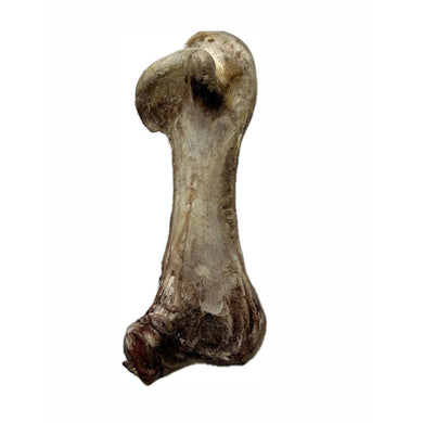 Fossilized bone on a white background