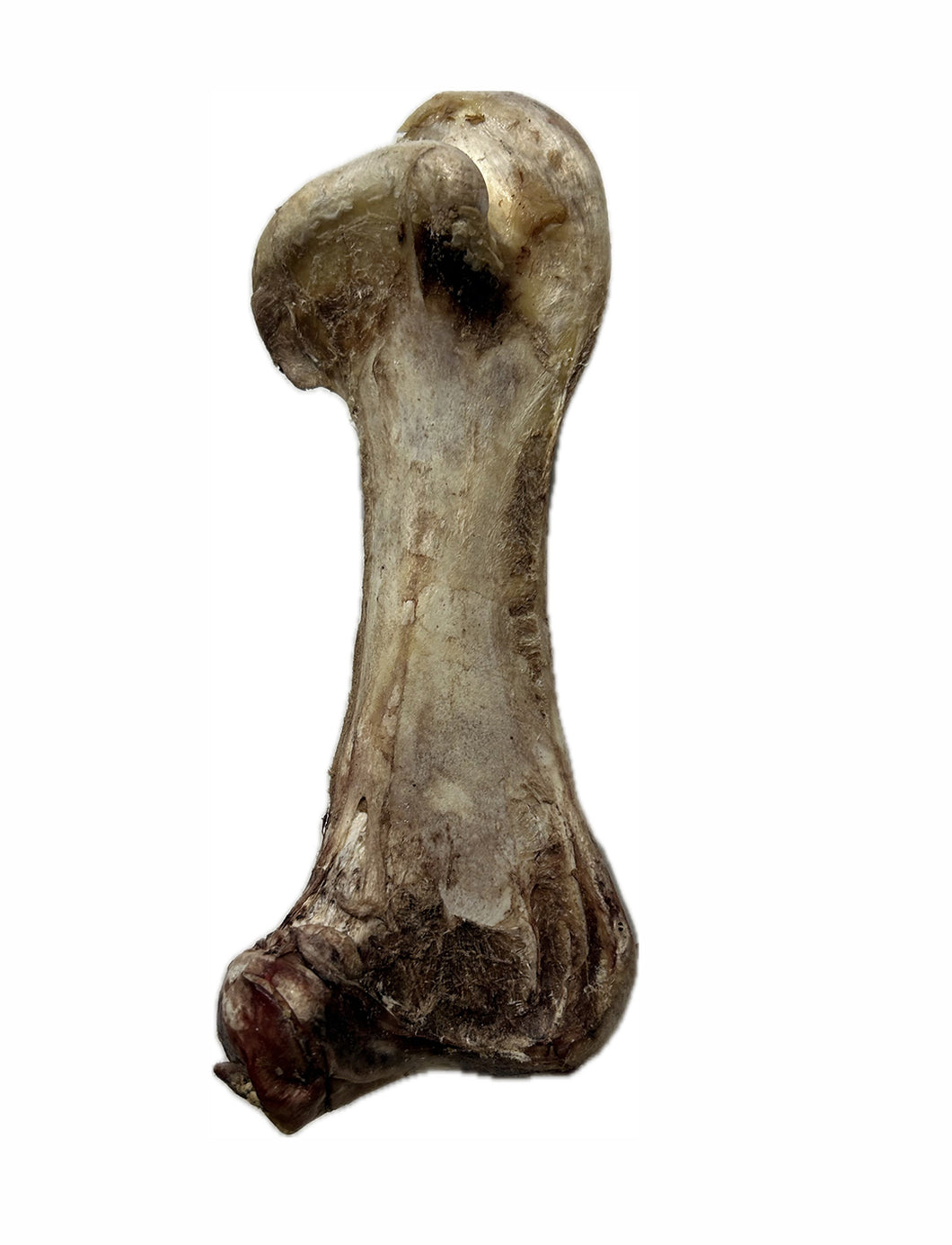 Ostrich Jumbo Bone