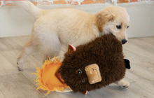 Load image into Gallery viewer, A cream-colored puppy playing with a plush brown animal toy that has a bright orange mouth, on a light wood floor against a white wall with exposed brick.
