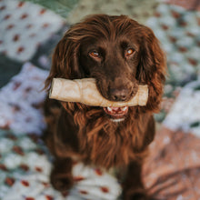Load image into Gallery viewer, Brown dog holding a bone-shaped chew toy in its mouth on a patterned blanket.
