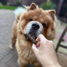 Load image into Gallery viewer, Dog holding a treat in its mouth with a hand offering more, outdoors.
