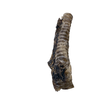 Load image into Gallery viewer, Beef Trachea Moo Tube 20cm on a white background
