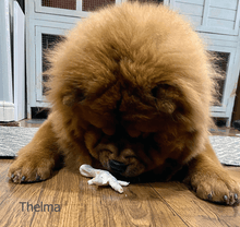 Load image into Gallery viewer, thelma-eating-puffed-chicken-foot
