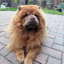 Load image into Gallery viewer, Close-up of a fluffy dog  on a paved surface with a wooden building in the background.
