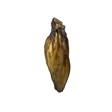 Load image into Gallery viewer, Bronze-colored Buffalo Ear on a white background
