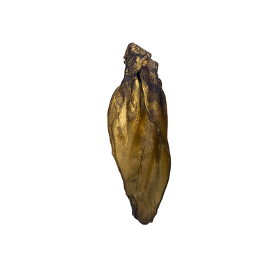 Bronze-colored Buffalo Ear on a white background