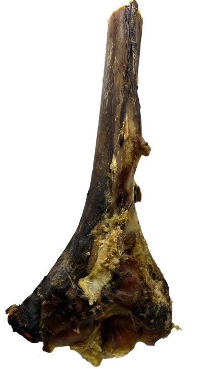 Nova Paddock Farm Ostrich Large Tibia Bone