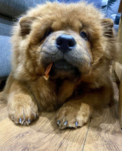 Load image into Gallery viewer, red chow chow dog lie down and chewing on pig ear dog chew, 3024x3744px
