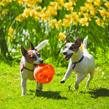 Load image into Gallery viewer, dogs-playing-with-kong-jumbler-dog-ball-red
