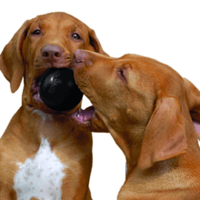 Load image into Gallery viewer, two-brown-dogs-with-kong-black-extreme-dog-ball.
